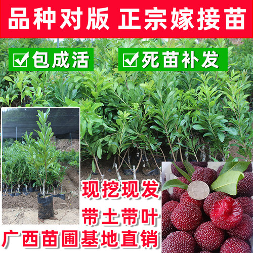 正宗嫁接杨梅结果大甜常青