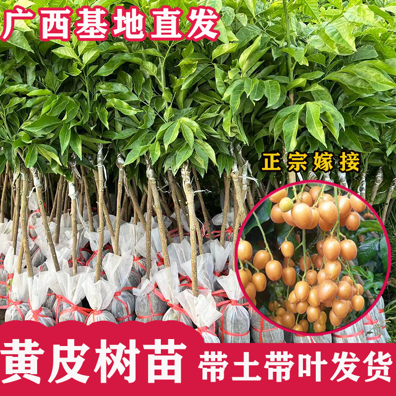 广西基地直发黄皮树苗嫁接带果盆栽当年结果南北方种植果树苗