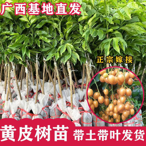 黄皮树苗大果嫁接带果盆栽果树苗