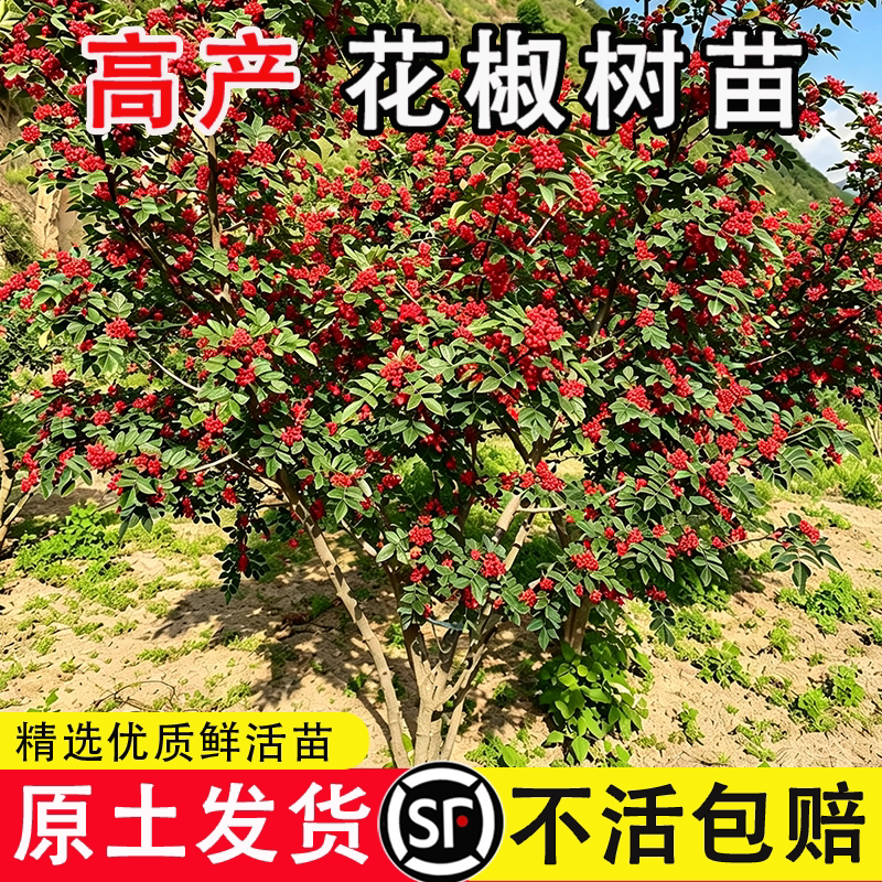 花椒树苗九叶青花椒苗盆栽地栽庭院种植耐旱带土带叶大红袍南北方