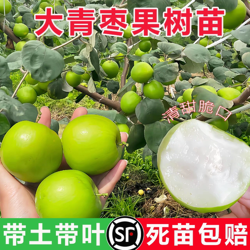 台湾大青枣嫁接苗当年结果甜脆