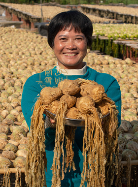 雪姐淡口大头菜食用农产品 中山黄埔晾晒风干爽口腌咸菜薄盐