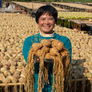 雪姐淡口大头菜食用农产品 中山黄埔晾晒风干爽口腌咸菜薄盐