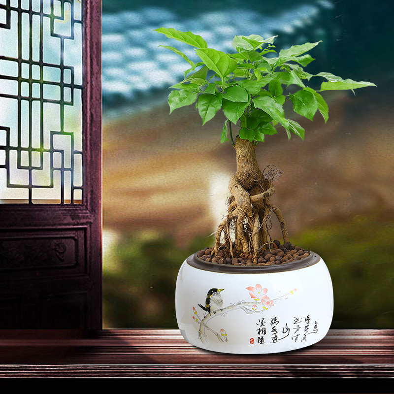 提跟盆景幸福树老桩造型绿植四季常青阳台室内桌面花卉提根绿宝