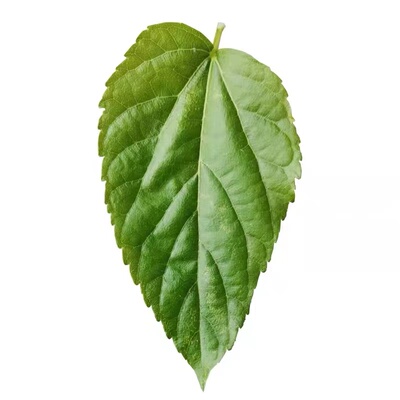 极速蚕宝宝蚕卵蚕籽学生养蚕套装活体蚕种春蚕送孵化盒鹅毛桑叶包