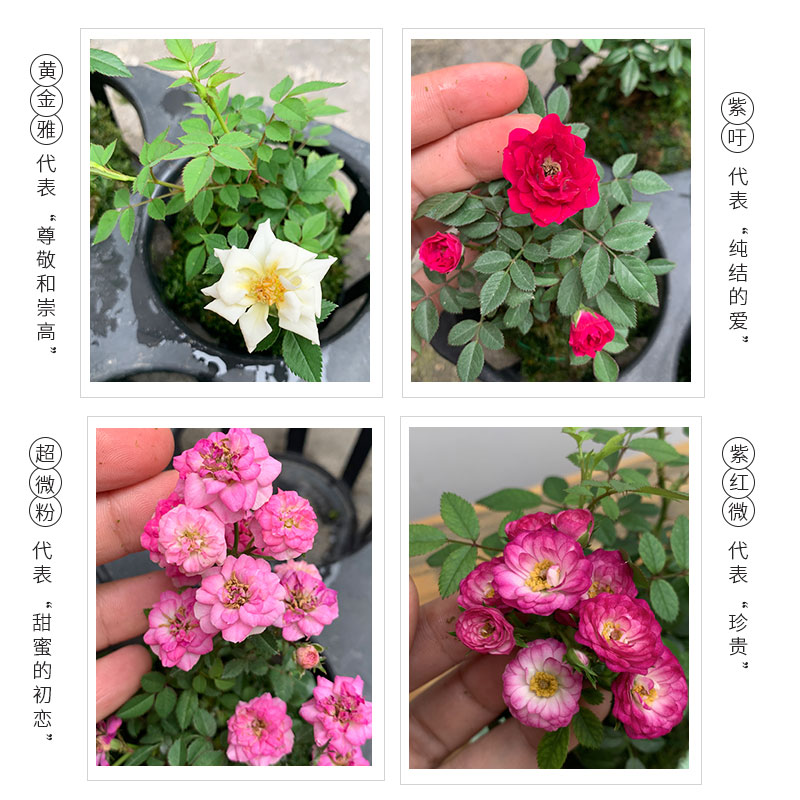 带花苞四季开花迷你超微型月季苔藓球阳台净化空气办公桌面绿花卉