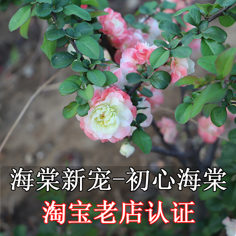 新品种海棠花 初心海棠当年开花南北方花卉植物绿植大红色长寿冠