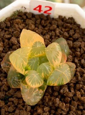 极速42号糊斑趋势老川玉露锦3