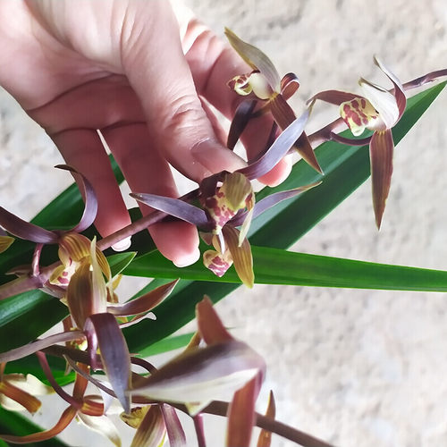 极速新品企黑名贵兰花苗浓香带花苞原盆原土发货好养活盆栽企黑墨