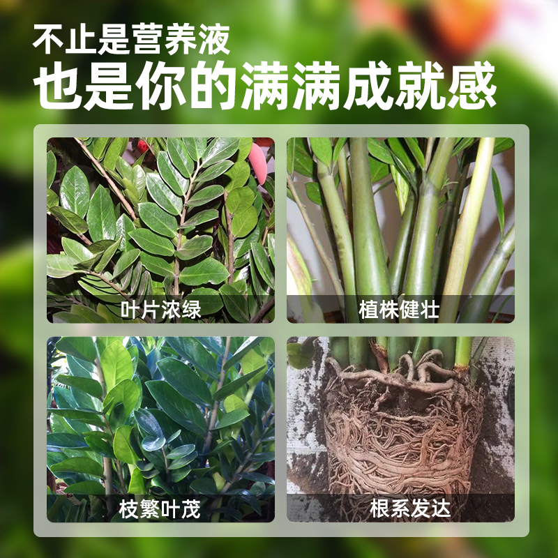 金钱树肥料专用营养液防黄叶室内盆栽发财树养花卉绿植通用液体肥