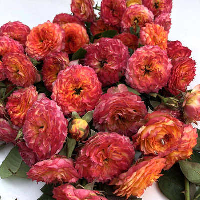 爬墙植物室外蔷薇花苗爬藤四季开花无刺藤蔓楼顶月季阳台花卉好养