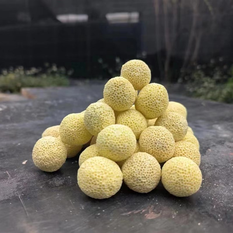 鱼缸过滤材料培菌硝化细菌珊瑚骨纳米球细菌屋滤材调节PH稳定水质