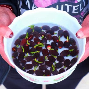 科美好看又好养的花泡在水里养的迷你卉喜阳耐晒植物微型睡莲无土