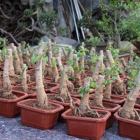 银杏树盆景盆栽室内好养办公桌绿植矮霸造型小品观叶植物花卉绿植