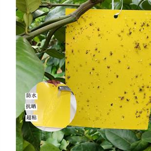 双面粘虫板黄板诱虫板果园大棚防虫板果蝇针蜂诱捕器蓟马贴蓝板