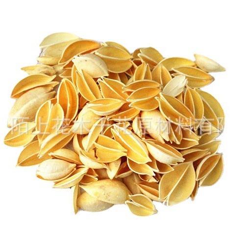 小梧桐壳天然干花原材料木莲花果泡桐果手工拈花材料手工