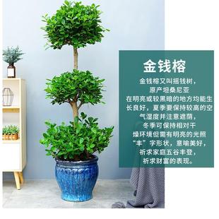 大型盆栽植物金钱榕摇钱树发财树客厅办公室绿植招财树开业植物