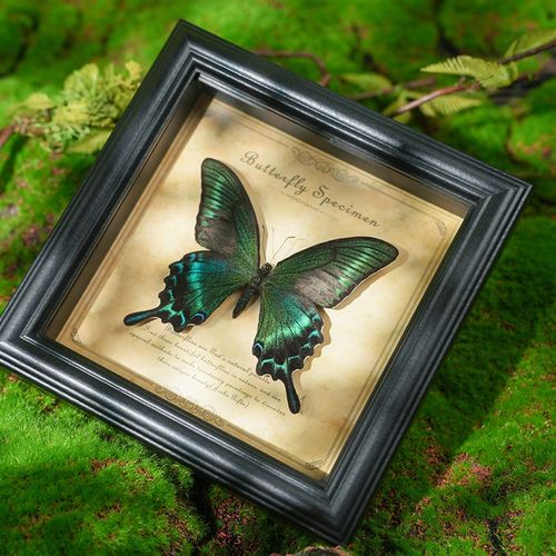 真蝴蝶标本桌面摆件名贵昆虫夏型绿带翠凤蝶送女朋友礼物成品相框
