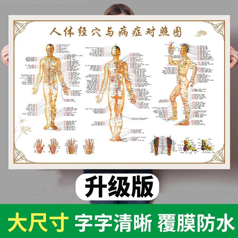 人体经络穴位标准大图挂图全身高清中医养生艾灸推拿按摩背部针灸