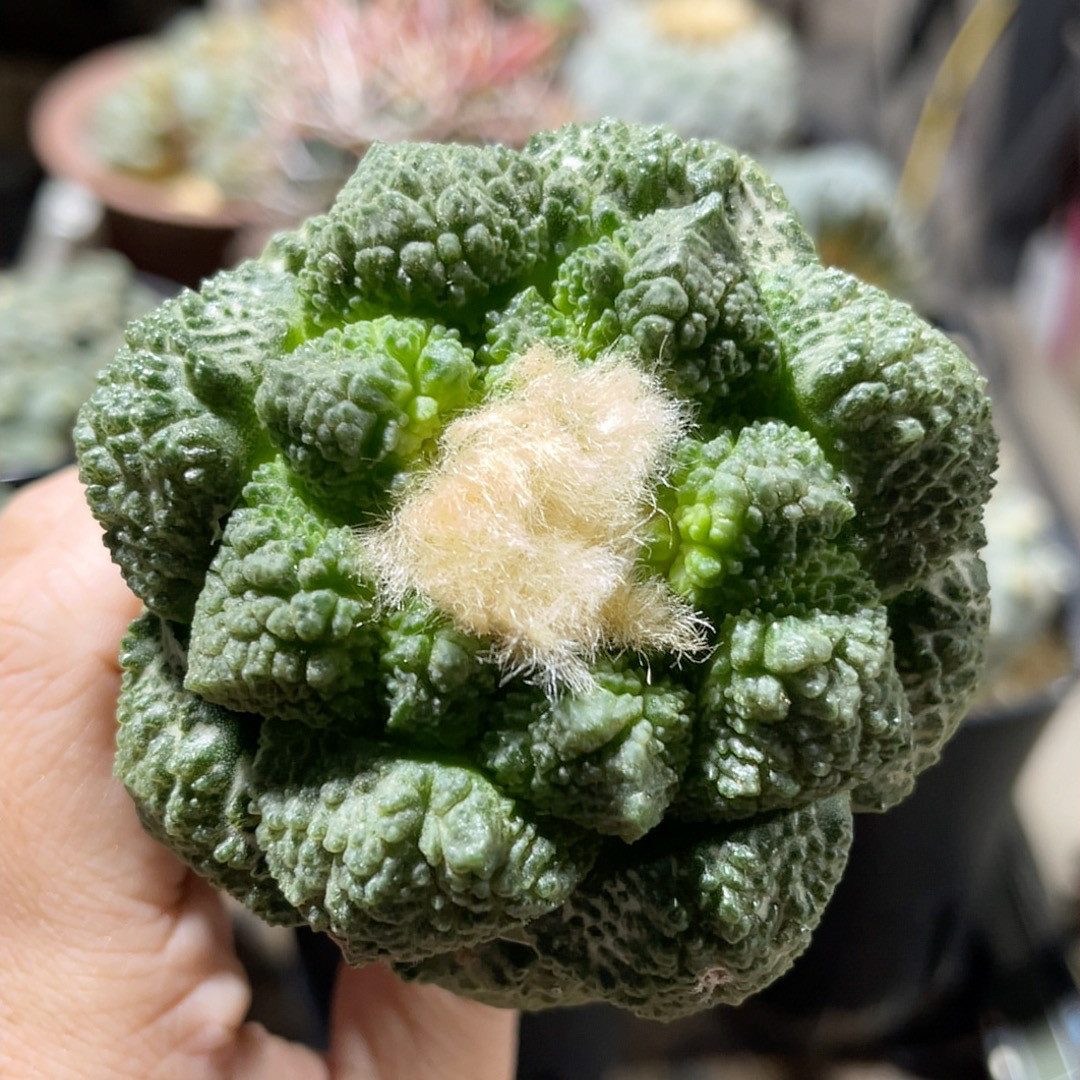 象肌连山牡丹 精品开花仙人球
