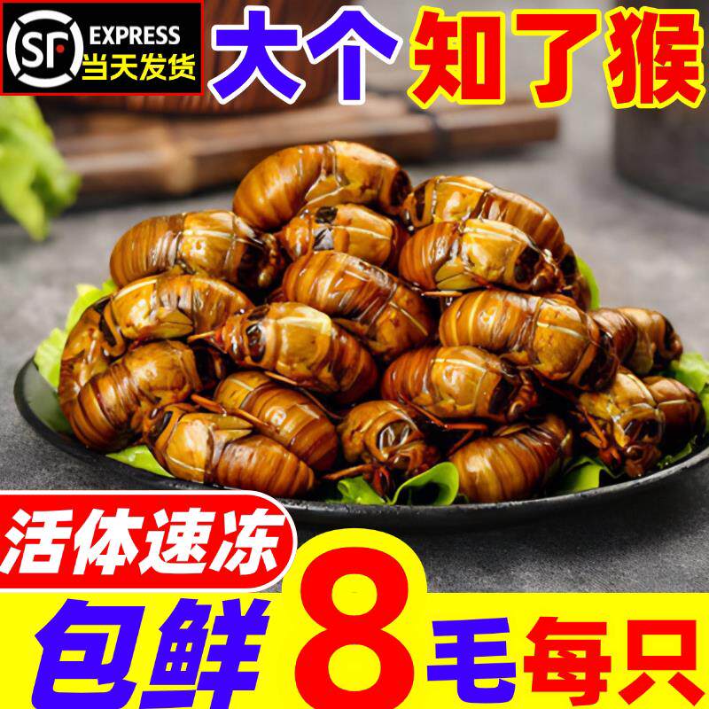 新鲜知瞭猴鲜活金蝉2025大号爬叉猴知瞭速冻蚕蝉蛹商用结瞭龟