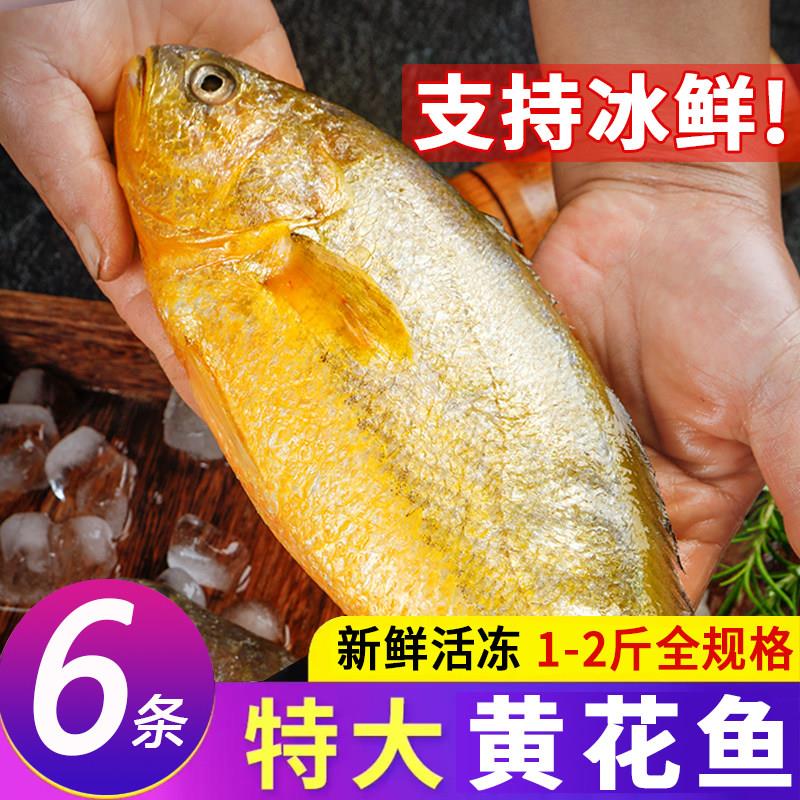 无冰大黄鱼新鲜冷冻特大黄花鱼年货整箱商用黄鱼鲞鲜活急冻大黄鱼