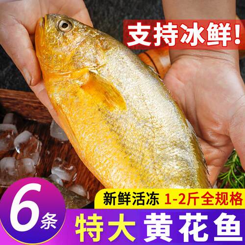 无冰大黄鱼新鲜冷冻特大黄花鱼年货整箱商用黄鱼鲞鲜活急冻大黄鱼