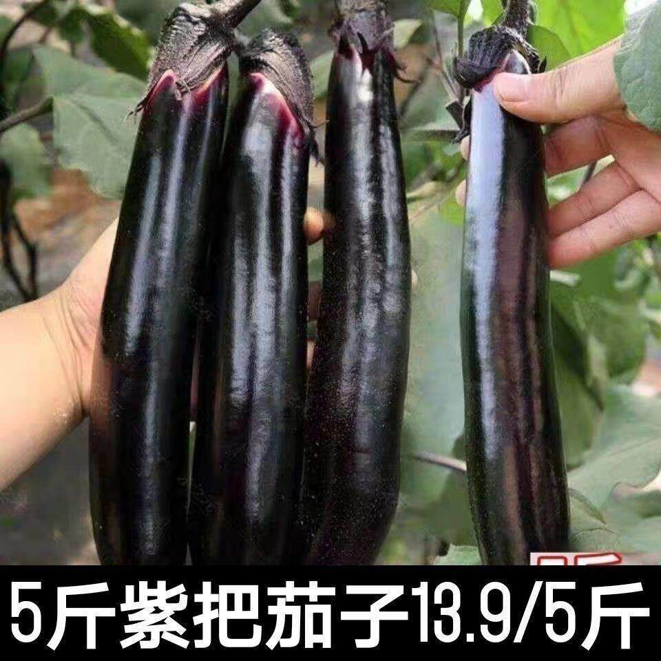 东北紫库紫茄子新鲜蔬菜 602线茄子农家自种现摘生吃的茄子