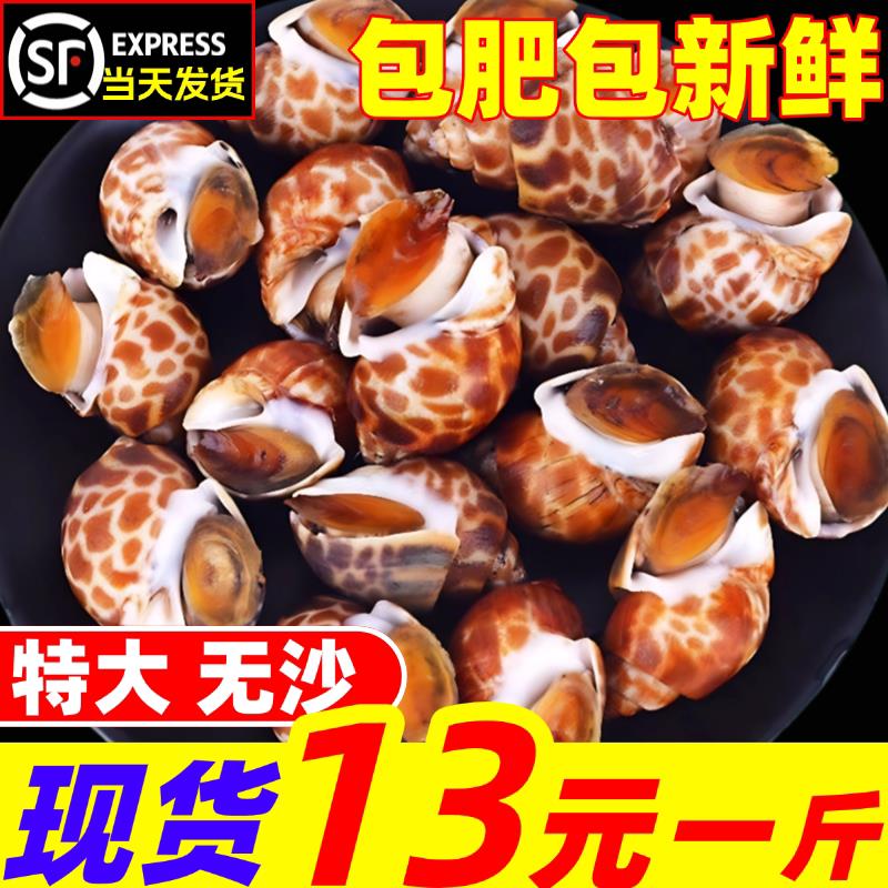 花螺鲜活新鲜冷冻海鲜水产海螺特大号东风螺泥螺贝类商用海鲜水产