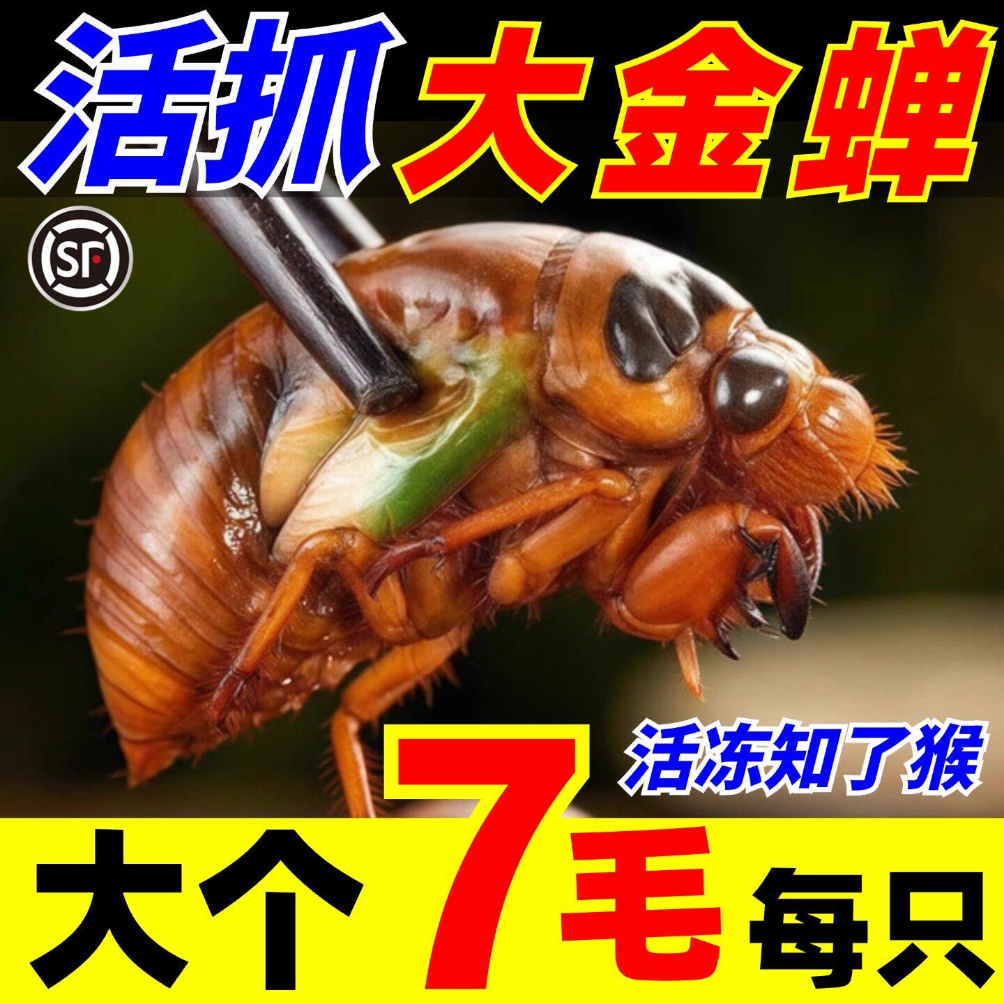 知瞭猴新鲜野生山东特产现抓鲜活冷冻蝉蛹蚕蛹爬蚱非即食爬叉金蝉
