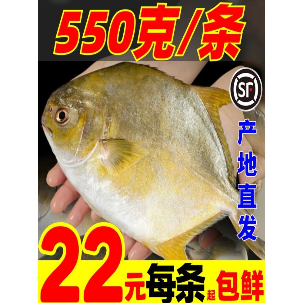 金鲳鱼新鲜冷冻金昌鱼超大特大湛江海鲜水产鲜活新货顺丰冷链上门