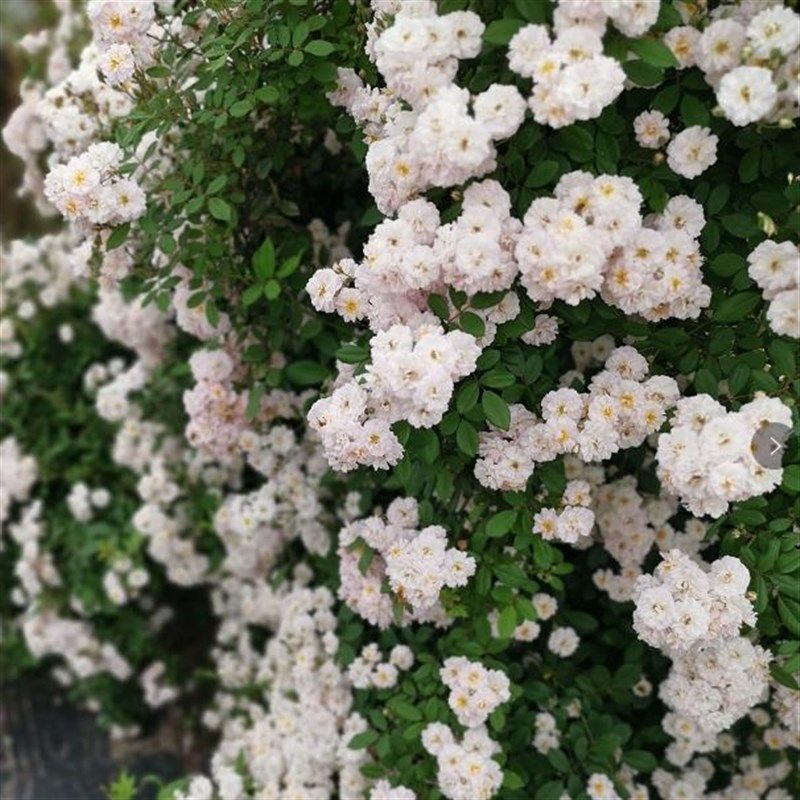 玫瑰半岛 呼吸香水 多季浓香藤本蔷薇  爬T墙月季花苗庭院,鲜花速递/花卉仿真/绿植园艺,月季/蔷薇/玫瑰,淘宝优惠券,粉丝福利购,淘宝优惠卷