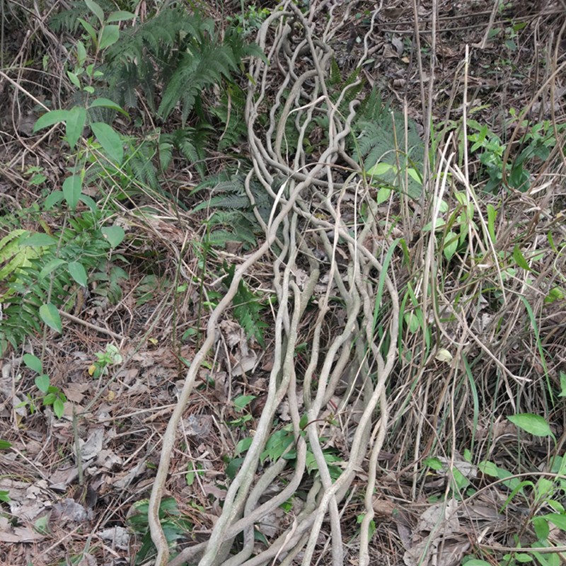 树藤枯藤条红山藤婚庆店铺u家居装饰树藤吊顶免泡水真藤条装饰树