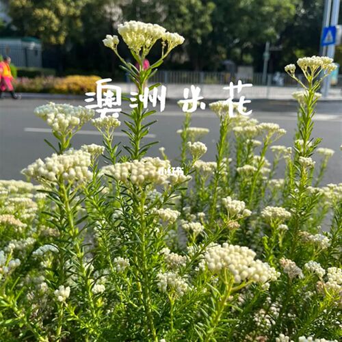 澳洲米花树盆栽 k庭院阳台多年生常绿灌木花卉 易养白色花镜植物