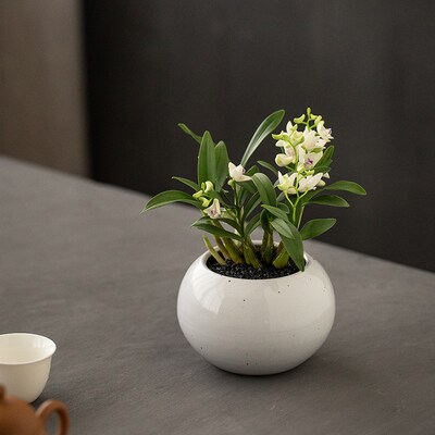 静艺花舍 白花石斛兰盆栽办公z室内桌面有淡香花卉植物耐阴好养绿