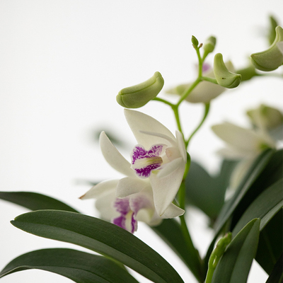 静艺花舍 香水石斛兰盆栽室内桌面花卉J植物有淡香带花苞迷你绿植