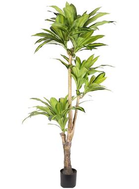 北欧真巴西盆栽室内装饰绿QH-53048植人造件大仿型仿木真摆巴西木