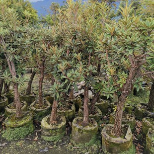 马缨花大型老桩映山红高山杜v鹃庭院阳台盆景植物带土包邮净化空