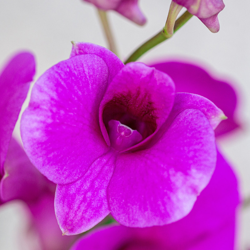 石斛兰盆栽带花苞苗室内客厅办公室桌面好K养净化空气植物绿植花,鲜花速递/花卉仿真/绿植园艺,国兰/杂交兰/洋兰类,淘宝优惠券,粉丝福利购,淘宝优惠卷