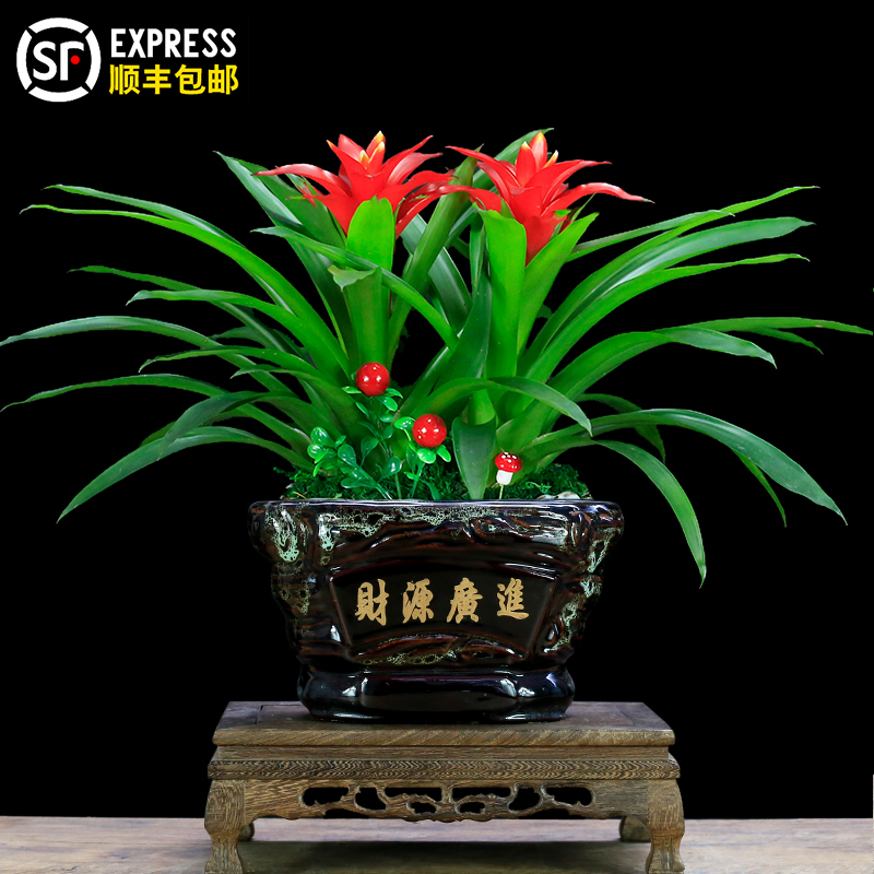 鸿运当头盆d栽植物室内客厅办公室绿植年宵花卉大盆景真花开业送