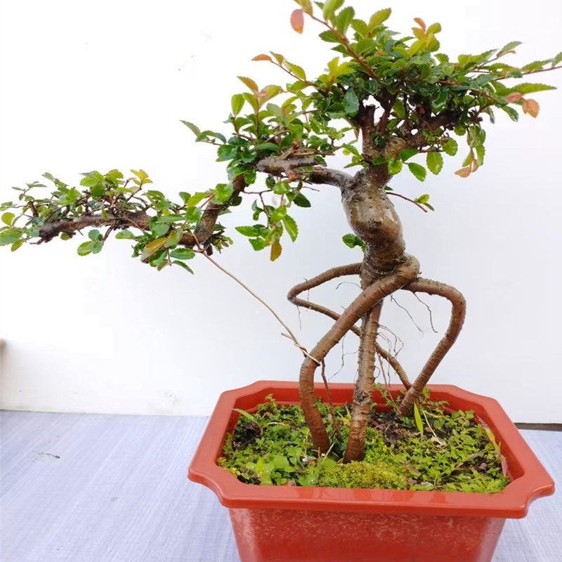 小叶榆树造型老桩j盆景矮霸榔榆植物室内客厅办公室好养活阳台绿