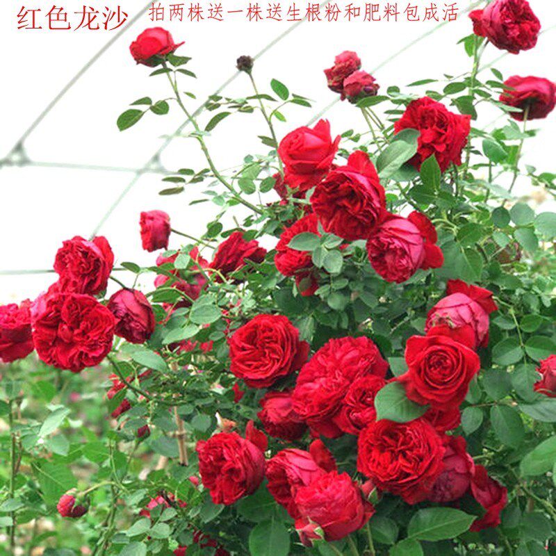 蔷薇花苗藤本月季特大浓香庭院A爬藤植物花卉盆栽阳台玫瑰爬墙四,鲜花速递/花卉仿真/绿植园艺,月季/蔷薇/玫瑰,淘宝优惠券,粉丝福利购,淘宝优惠卷