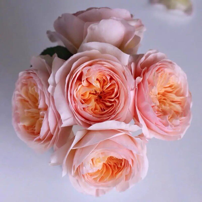朱丽叶月季月季玫瑰 朱丽叶v切朱月季花 浓香大花月季庭院阳台盆