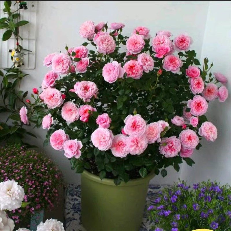 荷兰果汁阳台玫瑰花苗灌木月季露台盆栽花L卉浓香四季开花室内绿,鲜花速递/花卉仿真/绿植园艺,月季/蔷薇/玫瑰,淘宝优惠券,粉丝福利购,淘宝优惠卷