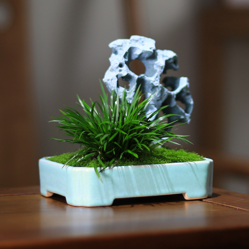 菖蒲微型小盆栽植物室内办公室桌面茶室四季常青创V意绿植假山盆