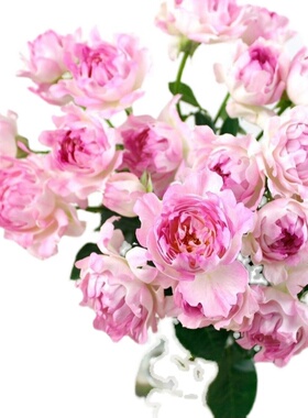 海葵海的女儿新品切花玫瑰月季花苗多头开花抗P病勤花耐寒花卉植