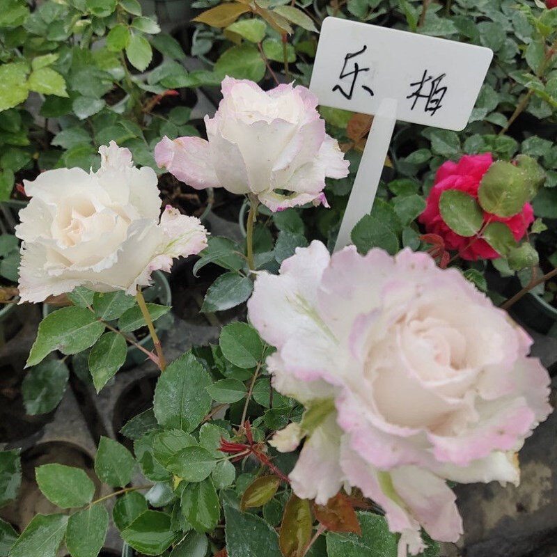 乐柏河本丰花月季花苗强香玫瑰大花E盆栽庭院耐寒绿植勤花四季开,鲜花速递/花卉仿真/绿植园艺,月季/蔷薇/玫瑰,淘宝优惠券,粉丝福利购,淘宝优惠卷