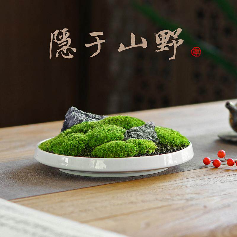 永生白发藓苔藓枯山水微景观中式日式禅意摆件客厅售楼处茶台盆景
