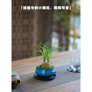 酒瓶兰室内桌面耐旱小盆栽迷你兰花盆景办公室茶桌小绿植花卉植物