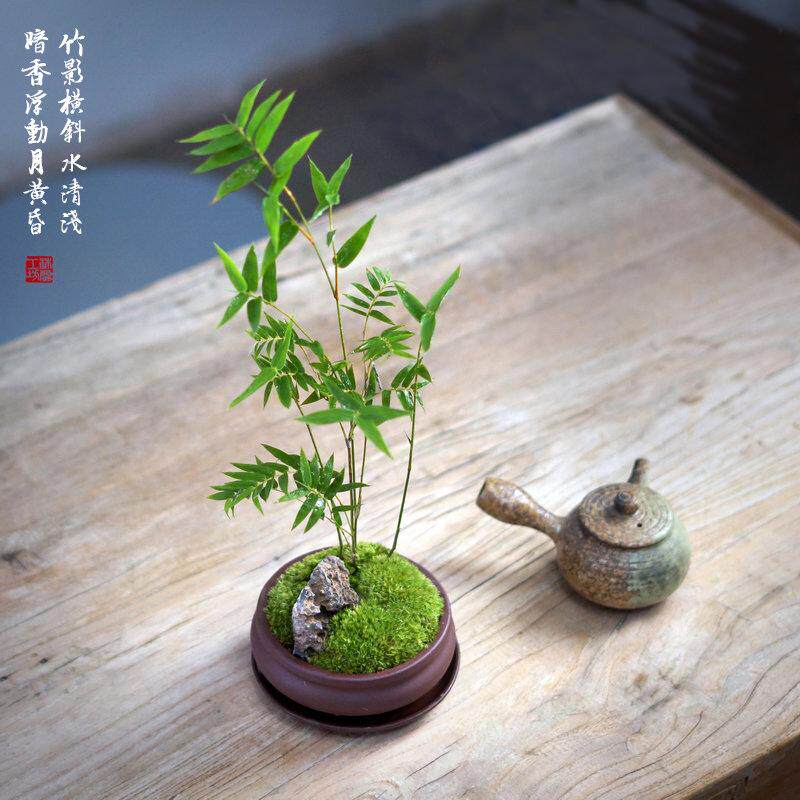 米竹青竹凤尾竹姬翠竹紫砂苔藓办公桌茶桌面盆栽盆景绿植中式书房